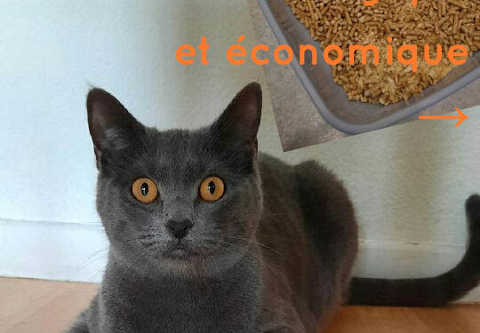 Litière pour chat à composter ! économique et écologique