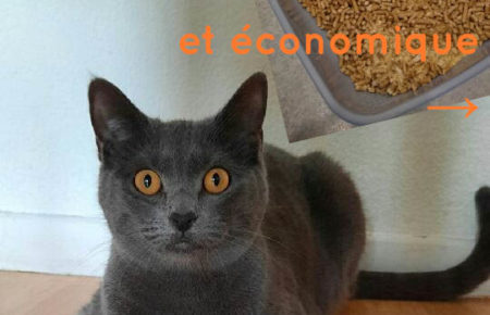 Litière pour chat à composter ! économique et écologique