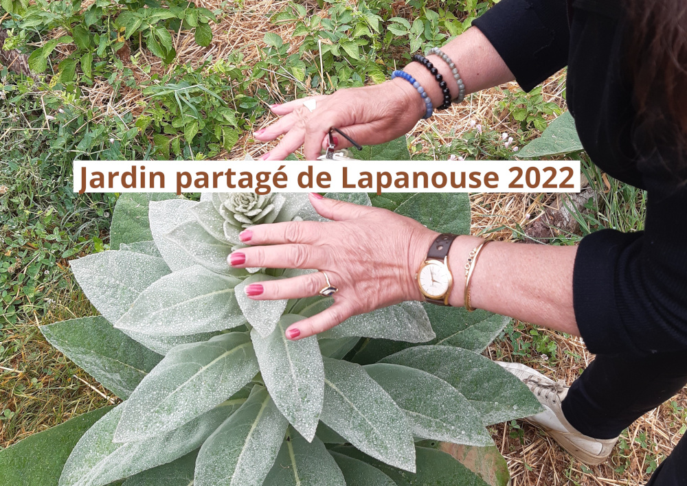 Bilan 2022 au jardin partagé de Lapanouse